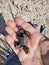 Handful of Cube Shaped Rocks Goethite