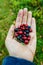 Handful of different berries from Finland