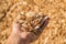 A handful of dry technological wood chips.