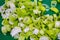 Handful of finely chopped green onions on cutting board