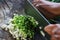 Handful of finely chopped green onions on striped wooden board