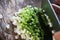 Handful of finely chopped green onions on striped wooden board