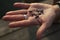 A handful of fossilized shark teeth