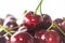 A handful of fresh cherries on a white background