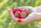 A handful fresh picked strawberries in a female hand