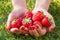 A handful fresh picked strawberries in a female hands, in the grass