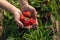 handful of fresh ripe strawberries in female palm. harvest of red berries in hands