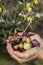 Handful of freshly-harvested olives