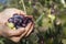 Handful of freshly-harvested olives