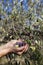 Handful of freshly-harvested olives