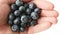 Handful of freshly picked blueberries isolated on white