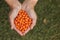 Handful full of ripe orange sea-buckthorn berries collected in garden