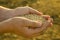 A handful of grains of wheat in the hands