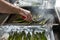 A handful of green asparagus cooking and steaming on grill plate