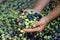 Handful of harvests of fresh olives in men& x27;s hands. Harvesting olives, close-up.