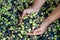 Handful of harvests of fresh olives in men& x27;s hands. Harvesting olives, close-up.