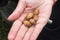 A handful of hazelnuts in the palm of your hand