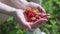 A handful of juicy organic strawberries in women's hands.