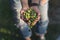 Handful of olives, Taggiasca or Cailletier, cultivar grown primarily in Southern France near Nice and in the Riviera di Ponente, L