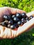 Handful of Perfect ripe blackcurrants