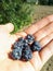 Handful of perfect and ripe European dewberries  with green background. Dewberries on palm of man`s hand on sunny summer day