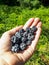 Handful of perfect and ripe European dewberries  with green background. Dewberries on palm of woman`s hand on sunny summer day