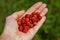 Handful of perfect and ripe wild strawberries Fragaria vesca in the forest on palm of woman& x27;s hand. Taste of summer