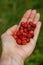 Handful of perfect and ripe wild strawberries Fragaria vesca in the forest on palm of woman& x27;s hand. Taste of summer