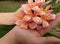 A handful of pink and orange frangipani flowers