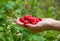 Handful of raspberries in a female hand on a background of green
