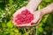 Handful of raspberries in a female hand on a background of green