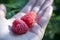 Handful of raspberries in hand. Health concept. Summer photo