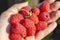 Handful of raspberries in hand. Health concept. Summer photo