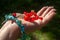 A handful of red ripe stone berry in the palm of a girl.