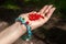A handful of red ripe stone berry in the palm of a girl.