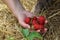 Handful of red ripe strawberries on the background of lawns and a male foot