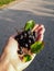 Handful of ripe aronia chokeberries on a sunny day