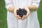 A handful of ripe forest blackcurrant blackberry in the hands of a young woman or girl