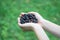 A handful of ripe forest blackcurrant blackberry in the hands of a young woman or girl