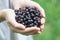 A handful of ripe forest blackcurrant blackberry in the hands of a young woman or girl