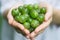 A handful of ripe green forest gooseberry in the hands of a young woman or girl