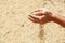 Handful of rough unmilled rice grains in human hands