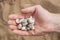 Handful of seashells on the background of a sandy beach. Details of summer holidays.