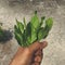 Handful of spinach plant rooftop gardening