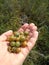 Handful of wild gooseberries