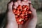 A handful of wild strawberries