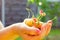 Handful of yellow early cherries in children`s hands