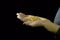 Handful of yellow split peas in hand against a black background