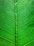 Handheld Macro shot of a dry Sacred Fig leaf against the sun and blue sky. Extreme details in nature