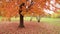 Handheld panning shot from right to left of a large colorful sugar maple tree with peak fall colors of orange, red and yellow as t